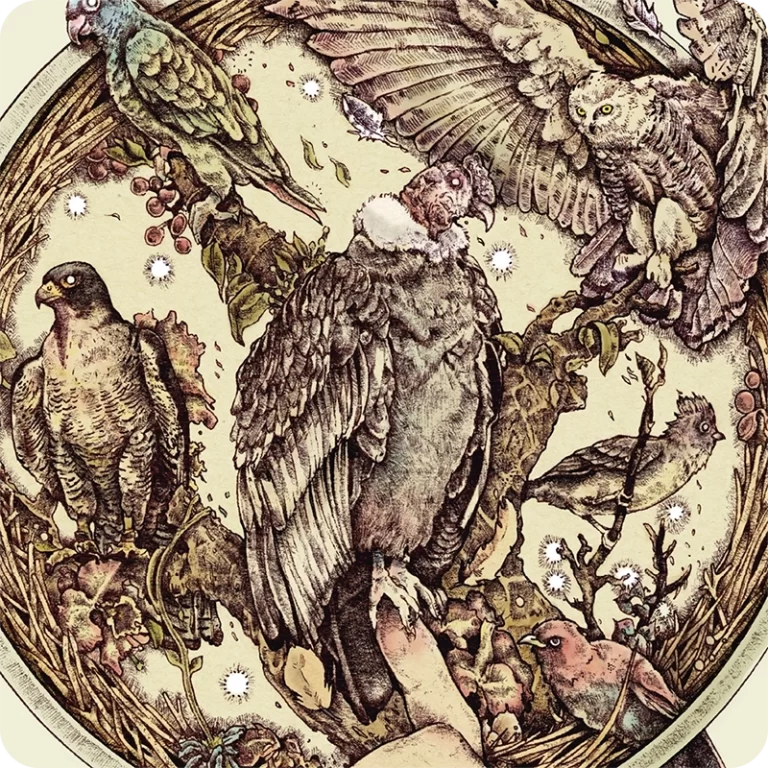 Ilustración en tinta y esfero de aves colombianas.