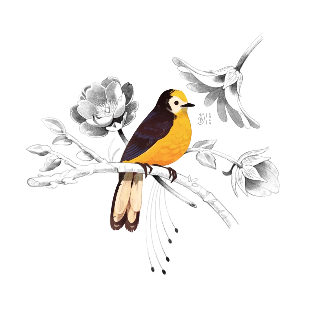 Ilustración de ave Candelita Adornada o Frentidorada sobre una rama.