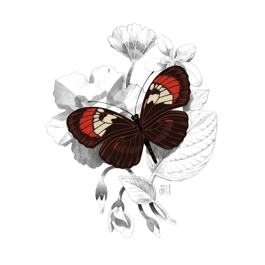 Ilustración de mariposa Heliconius Heurippa sobre hojas de árbol.